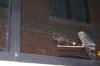 DSC01464.JPG (79657 bytes)